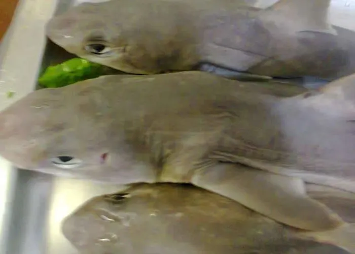 招待所 嘉左住宿旅馆 4*